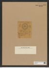 Odontella pedalis (Gr. et St.) Grun. (de-Toni-Nr.: Genus 122, Species 3444) Zeichnungen Sammlung Grunow Nr. 6906 (NHMW-BOT-W0375775)